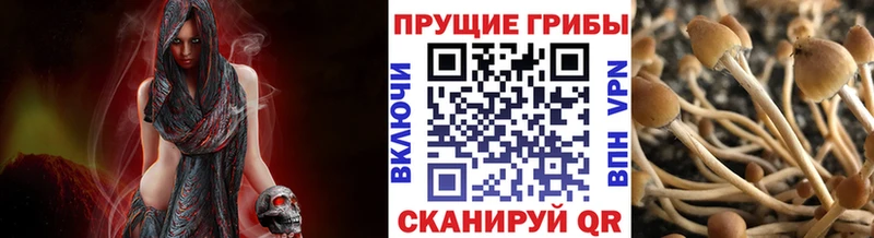 Псилоцибиновые грибы GOLDEN TEACHER  Брюховецкая 